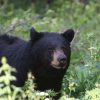 5 Tips for an Unforgettable Guided Bear Hunt in BC