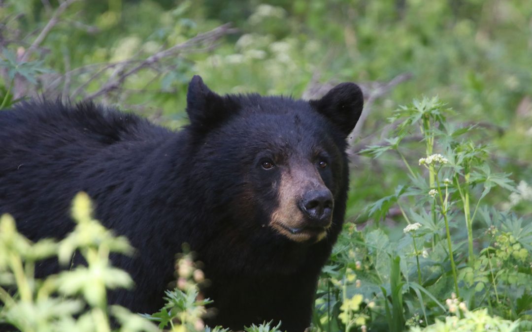 Know Your Prey: BC Black Bear Guide to Safe Hunting