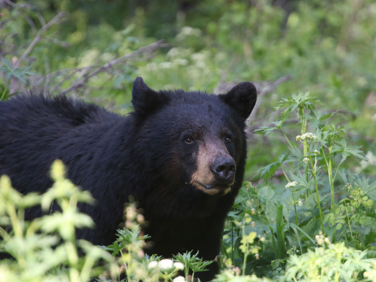 Black Bear Hunting in BC Canada