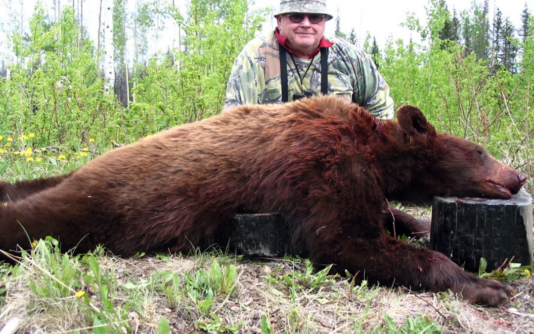 Boars, Bear, Capes and Hides: Lingo for New BC Black Bear Hunters