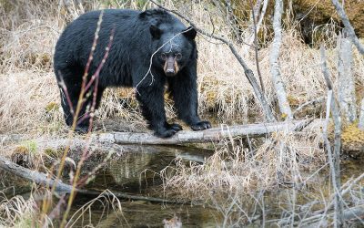 Should I Take My Kids on a BC Bear Hunt