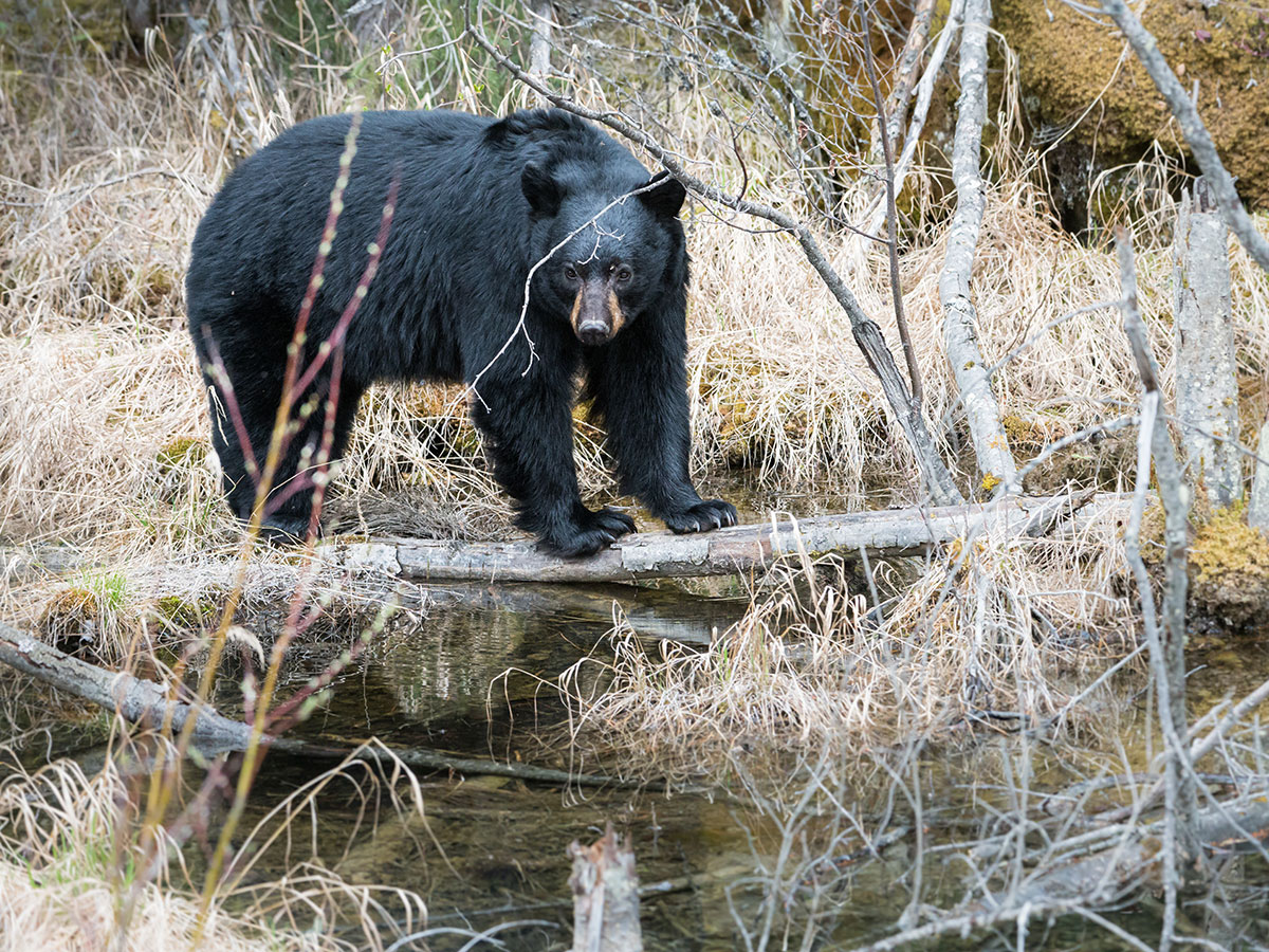 Black Bear Hunts in BC