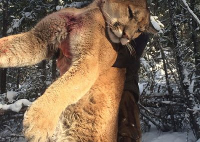 BC Cougar and Lynx Hunts