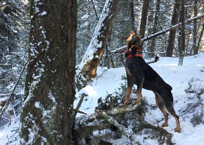 BC Cougar and Lynx Hunts