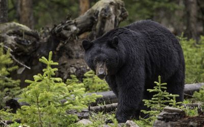 Your BC Black Bear Guide to Better Stealth