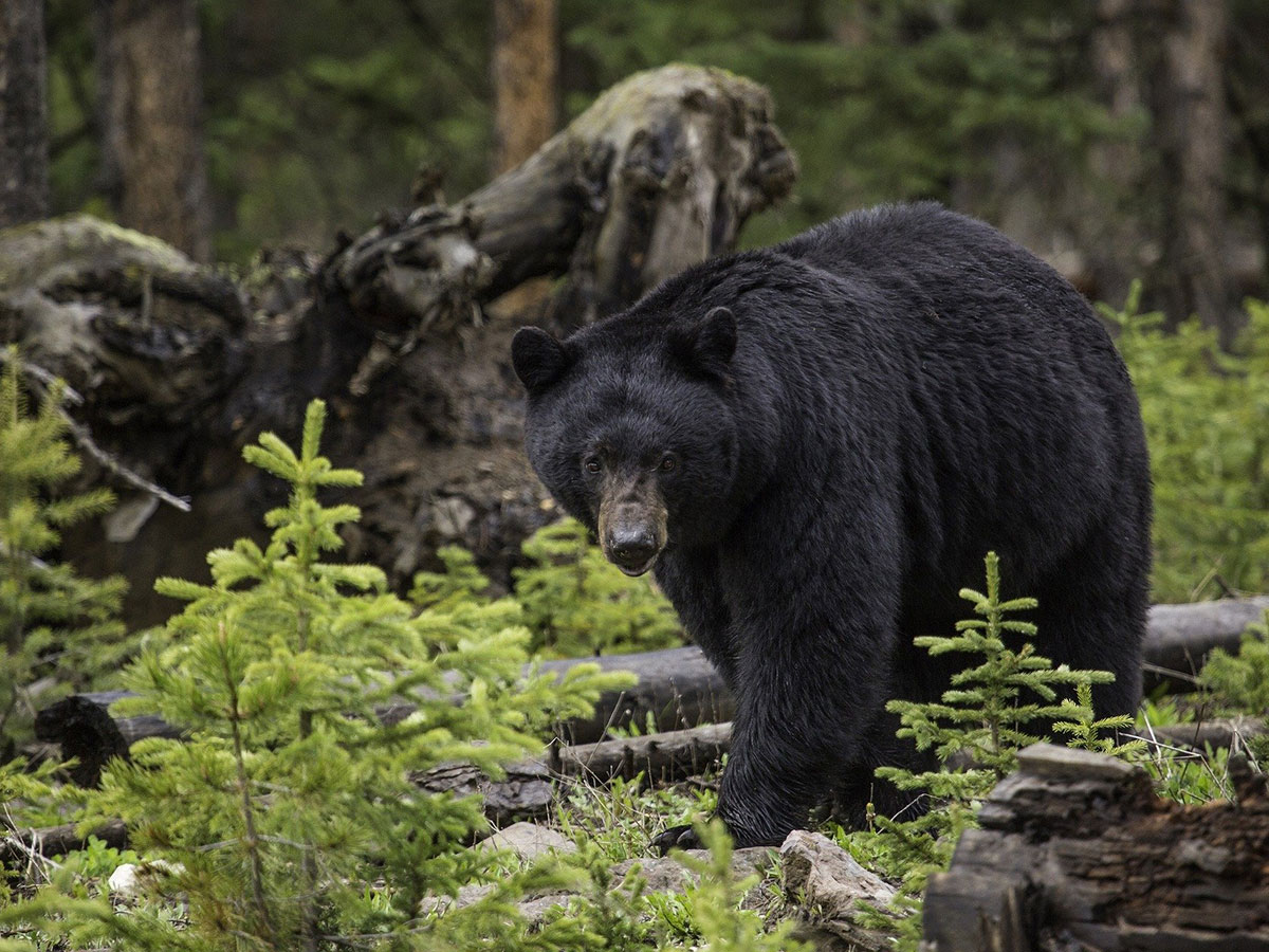 post-bear-stealth Stalking BC Black Bear Hunt