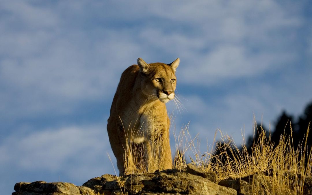 The Ecology of Cougars in BC