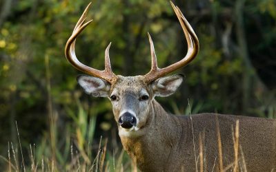 Tips for Hunting Deer During the Rut