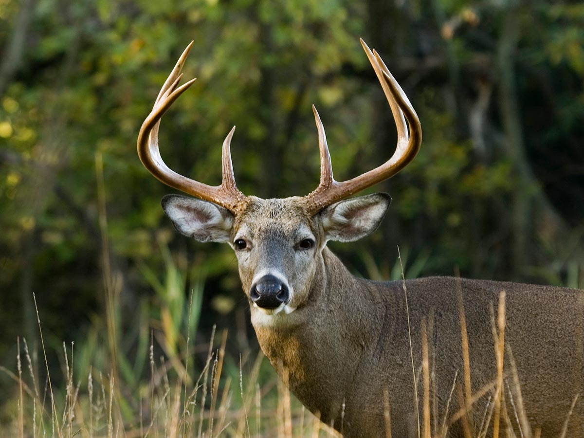 Hunting Deer in BC