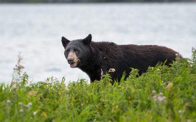 How To Locate a Black Bear