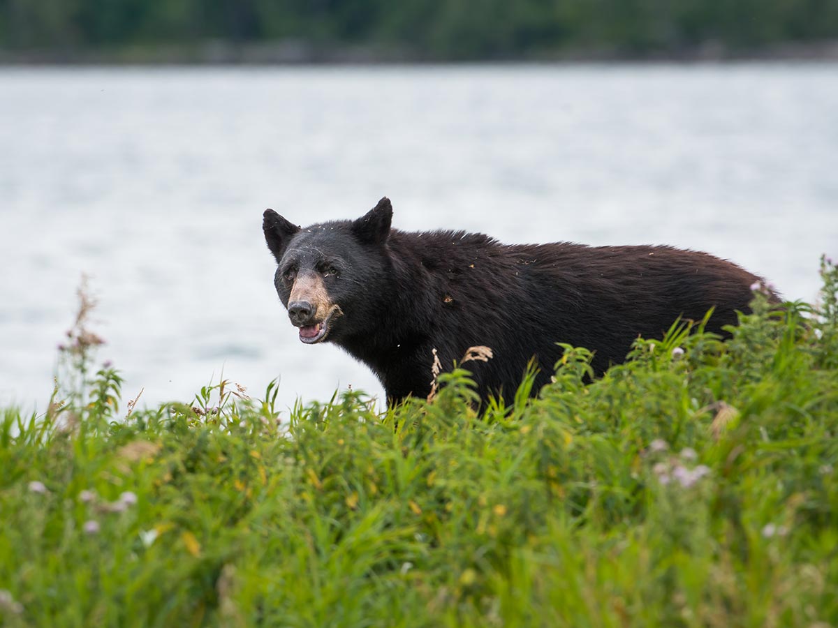 How to Locate a Black Bear