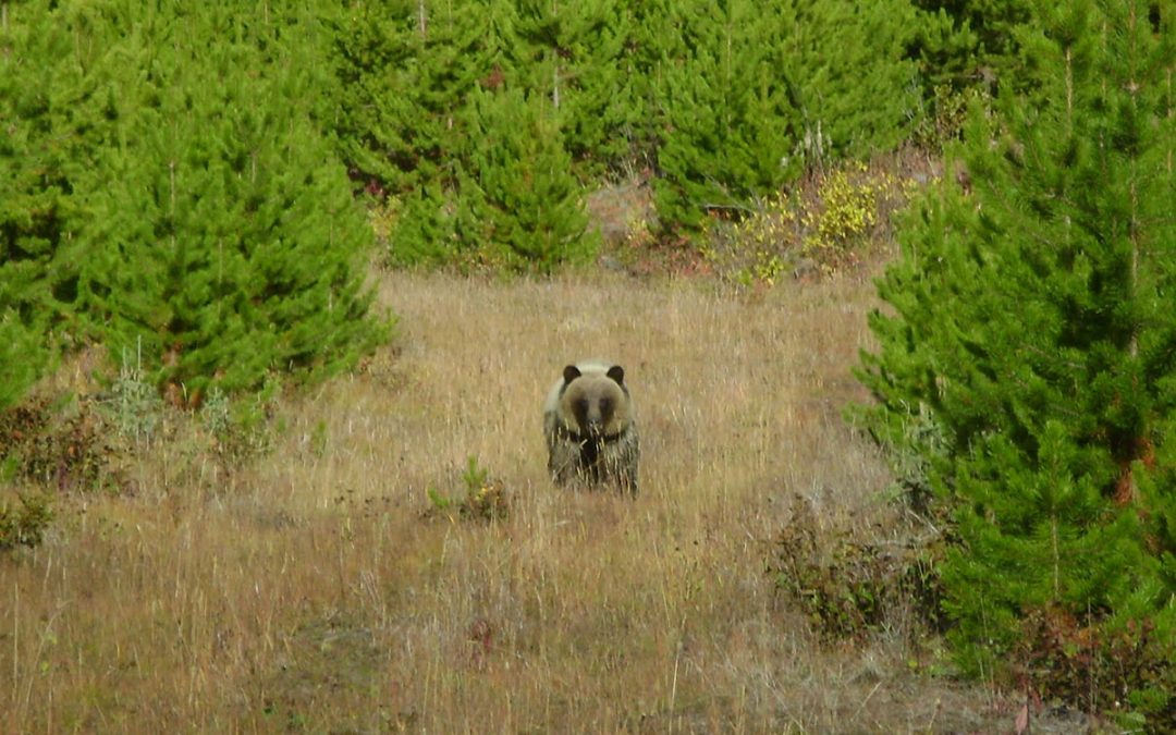 How to be Scent-Free for your Next Trophy BC Black Bear Hunt