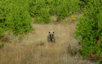 How to be Scent-Free for your Next Trophy BC Black Bear Hunt