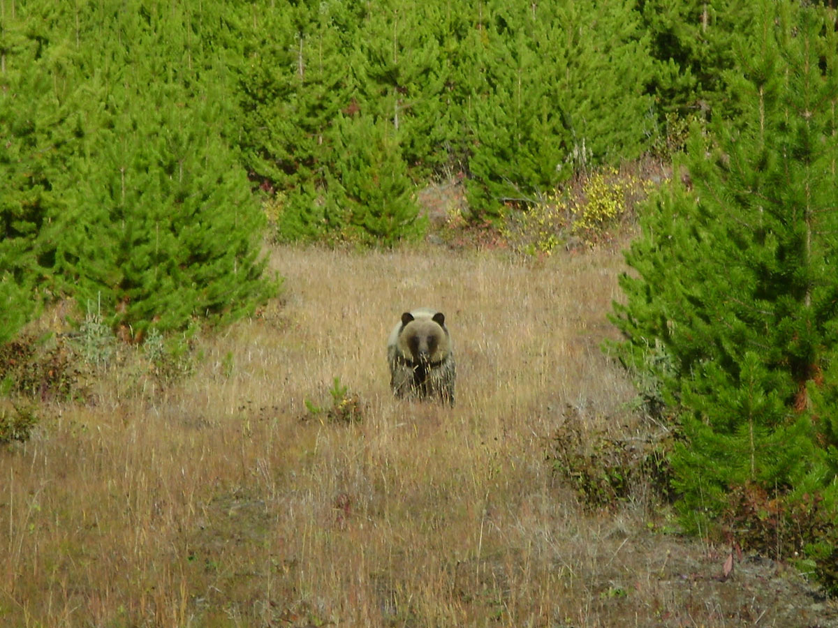 BC Bear Hunts