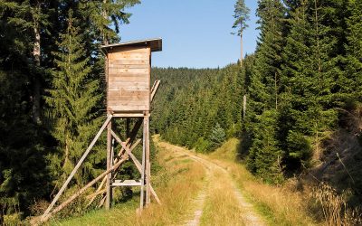 5 Tips For Setting Up Your Treestand