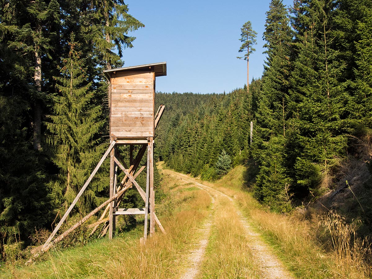 Hunting from a Treestand