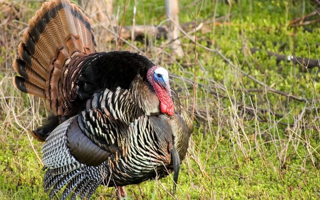 Turkey Hunting Tips and Tactics