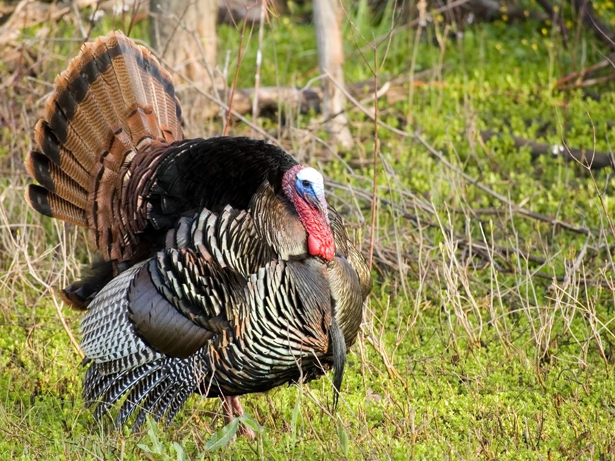 Hunting Turkeys