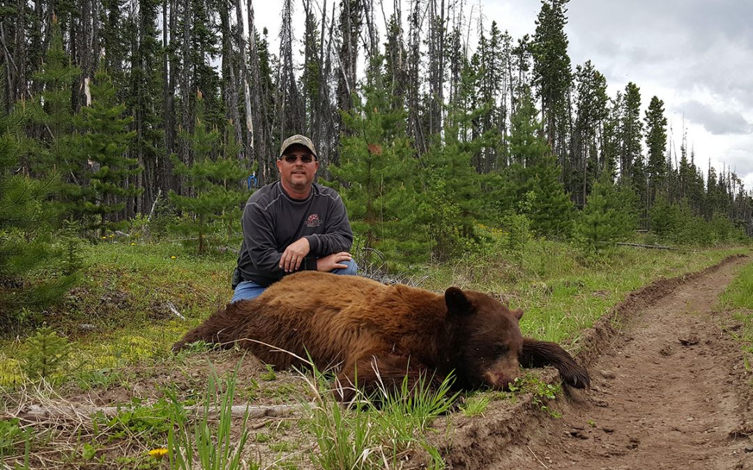 Tag a Color Phase Bear in British Columbia