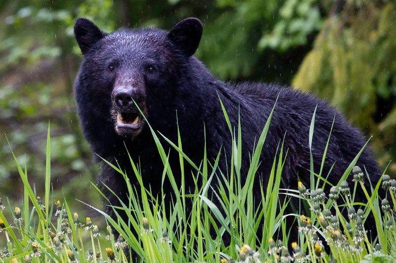 Big black bear standing in an open grassy area in Canada, British Columbia