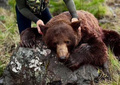 Black Bear Hunt