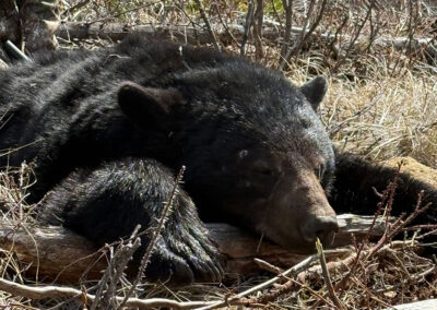 2025 Bear Hunting
