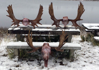 Moose Hunts in BC